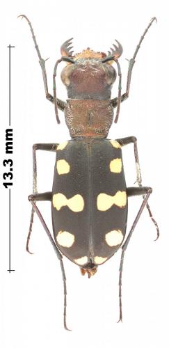 Cassolaia maura